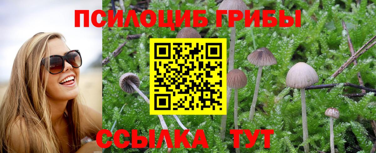 Галлюциногенные грибы Psilocybe Севастополь